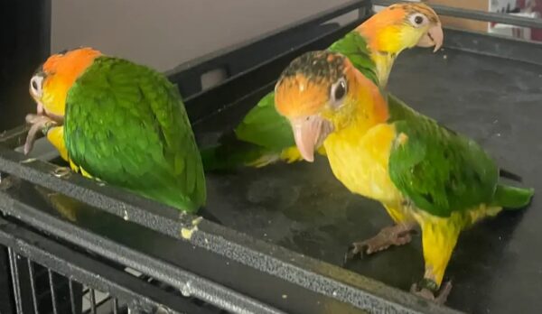 6.2 Caique Baby White-Bellied Caiques — Soon Ready for Their Forever Homes