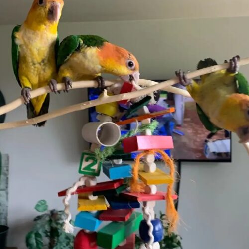 Purchase a Hand-Raised Caique in Flagstaff, Arizona