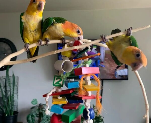 Bring Home a Baby Caique in Cheyenne, Wyoming Purchase a Hand-Raised Caique in Flagstaff, Arizona